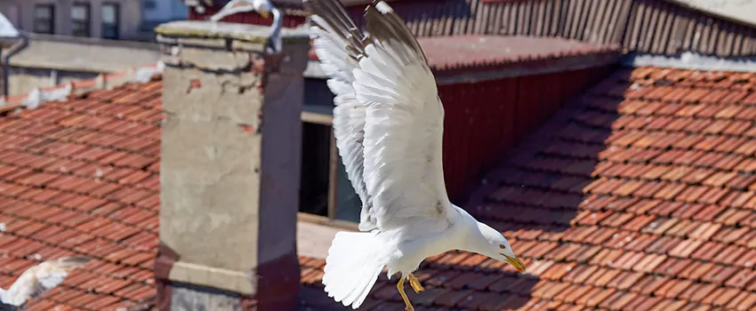 Residential Chimney Animal Removal Solution in Opelousas, LA
